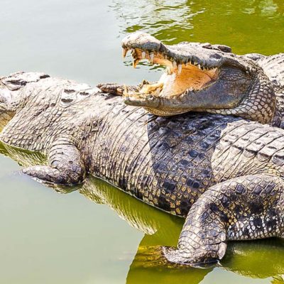 two-crocodiles